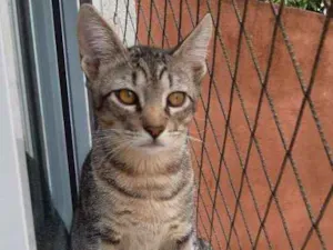 Gato raça SRD idade 2 a 6 meses nome Fred