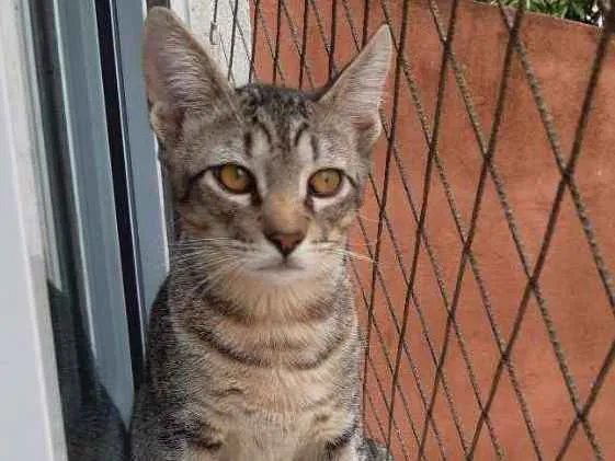 Gato ra a SRD idade 2 a 6 meses nome Fred