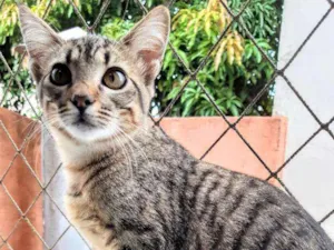 Gato raça SRD idade 2 a 6 meses nome Lila