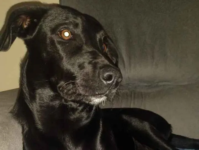 Cachorro ra a Não conheco idade 7 a 11 meses nome lua