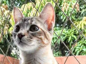 Gato raça SRD idade 2 a 6 meses nome Manchinha
