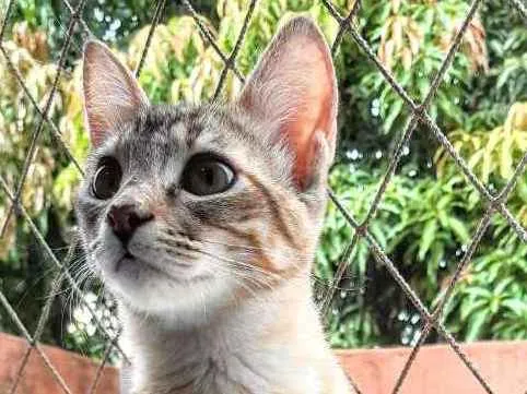 Gato ra a SRD idade 2 a 6 meses nome Manchinha