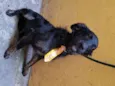 Vitório