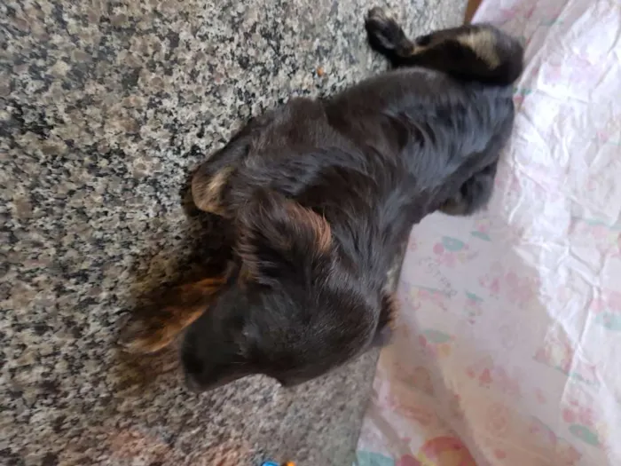 Cachorro ra a Srd idade 7 a 11 meses nome Vitório 