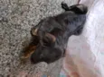 Vitório