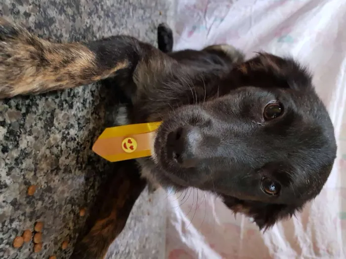 Cachorro ra a Srd idade 7 a 11 meses nome Vitório 