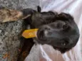 Vitório