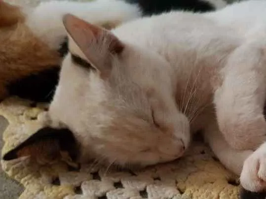 Gato ra a Vira lata idade 2 a 6 meses nome Yuki ,doce e mike