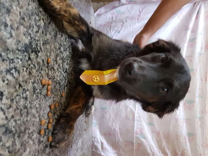 Cachorro ra a Srd idade 7 a 11 meses nome Vitório 