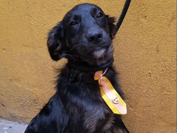 Cachorro ra a Srd idade 7 a 11 meses nome Vitório 