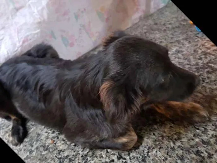Cachorro ra a Srd idade 7 a 11 meses nome Vitório 