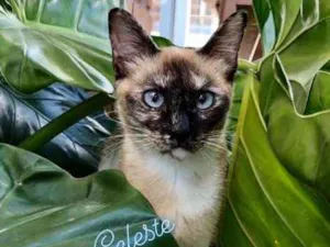 Gato raça srd idade 7 a 11 meses nome Celeste
