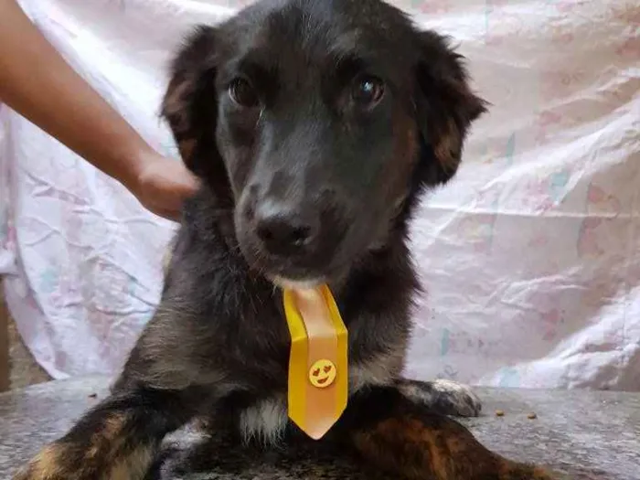 Cachorro ra a Srd idade 7 a 11 meses nome Vitório 
