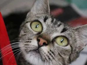 Gato raça srd idade 7 a 11 meses nome Nala