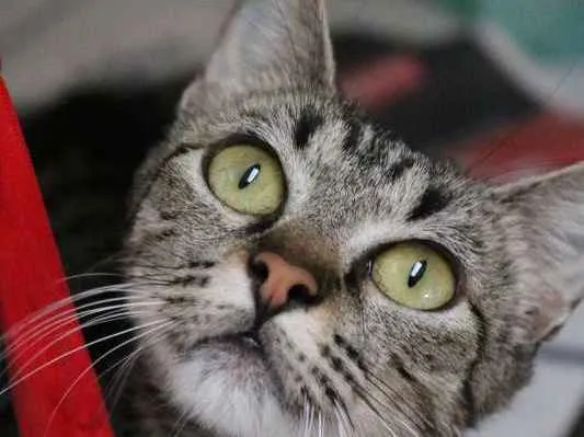 Gato ra a srd idade 7 a 11 meses nome Nala