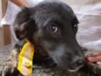 Vitório