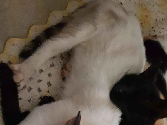 Gato ra a Vira lata idade 2 a 6 meses nome Doce yuki mike
