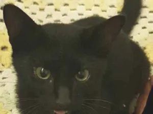 Gato raça Vira lata idade 2 a 6 meses nome Doce yuki mike