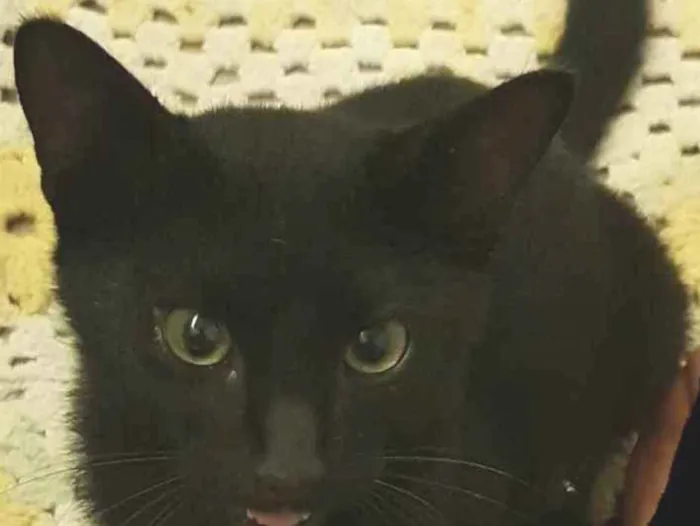 Gato ra a Vira lata idade 2 a 6 meses nome Doce yuki mike