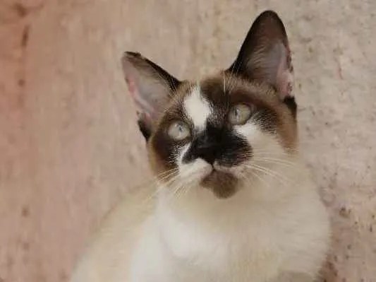 Gato ra a srd idade 2 a 6 meses nome Tigrinho e Pintado