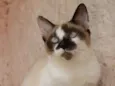 Tigrinho e Pintado