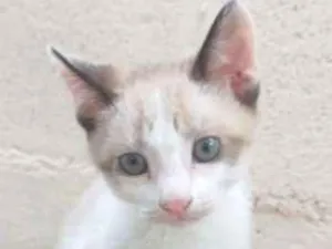 Gato raça SRD idade 2 a 6 meses nome FILHOTES