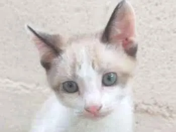 Gato ra a SRD idade 2 a 6 meses nome FILHOTES
