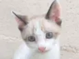 FILHOTES