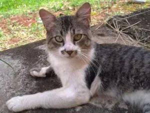 Gato raça SRD idade 7 a 11 meses nome Clarêncio