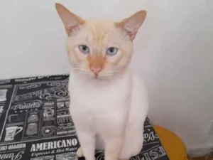 Gato raça SRD idade 3 anos nome Batata
