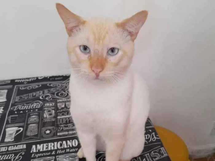 Gato ra a SRD idade 3 anos nome Batata