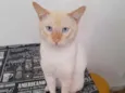 Batata