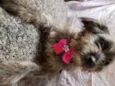 Belinha