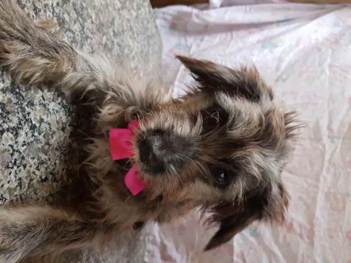 Cachorro ra a Srd  idade 7 a 11 meses nome Belinha 
