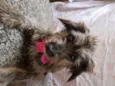 Belinha