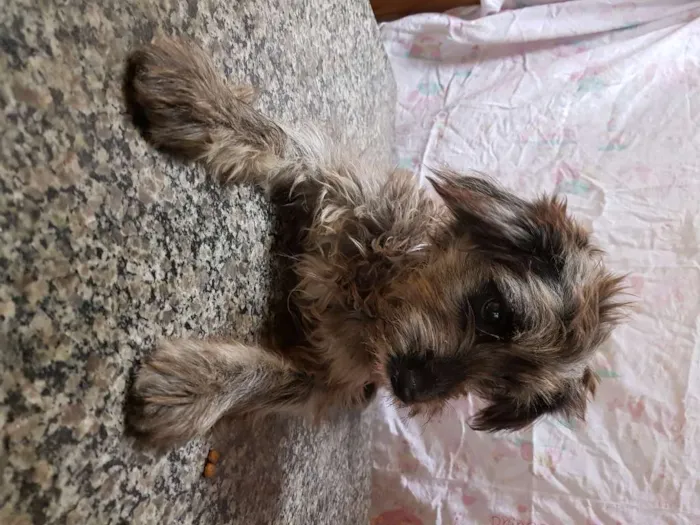 Cachorro ra a Srd  idade 7 a 11 meses nome Belinha 