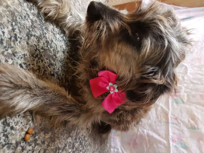 Cachorro ra a Srd  idade 7 a 11 meses nome Belinha 