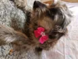 Belinha