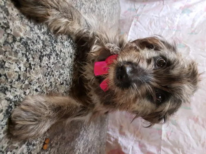 Cachorro ra a Srd  idade 7 a 11 meses nome Belinha 
