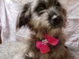 Belinha
