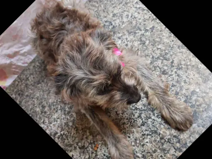Cachorro ra a Srd  idade 7 a 11 meses nome Belinha 