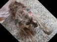 Belinha