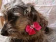 Belinha