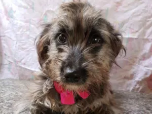 Cachorro raça Srd  idade 7 a 11 meses nome Belinha 