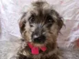 Belinha