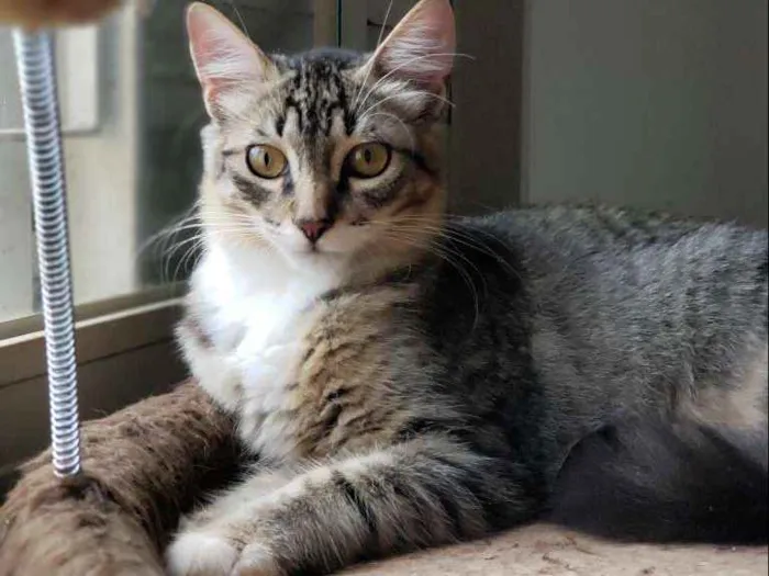 Gato ra a SRD idade 2 a 6 meses nome Safira