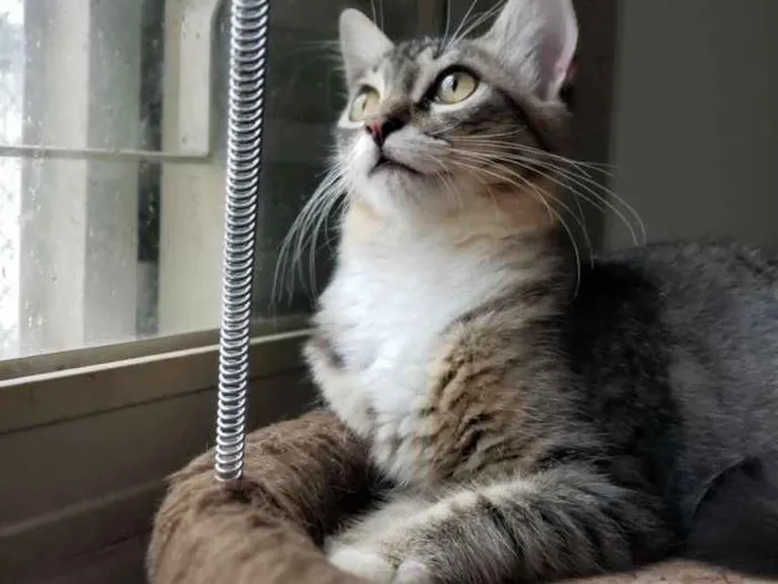 Gato ra a SRD idade 2 a 6 meses nome Safira