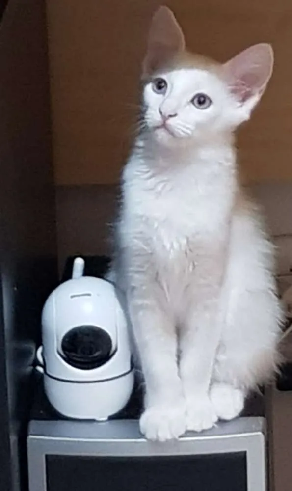 Gato ra a SRD idade 2 a 6 meses nome Gael