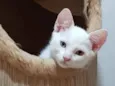 Gael