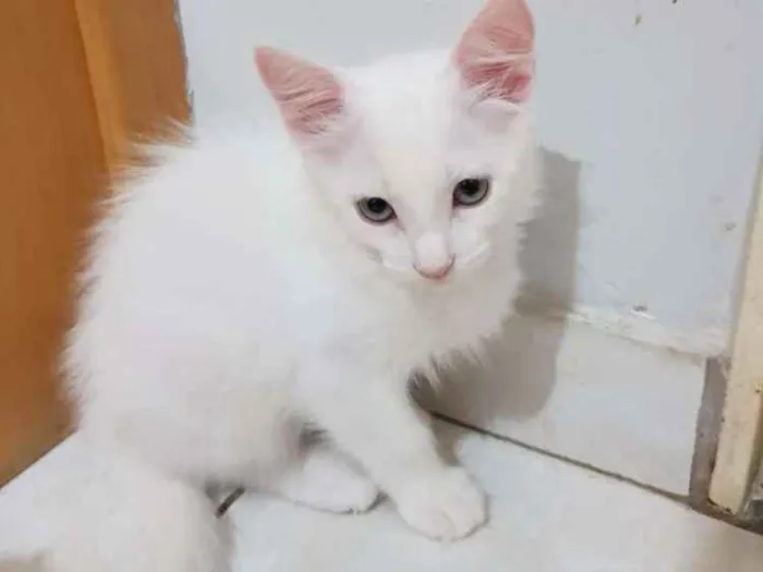 Gato ra a SRD idade 2 a 6 meses nome Gael
